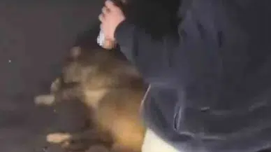 Alkollü Haldeyken Domuza Eziyet Edip O Anları Toplumsal Medyada Paylaşan 3 Şahıs Yakalandı