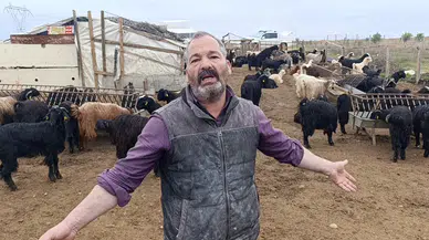 Antalya’da Sokak Köpekleri 25 Keçiyi Telef Etti