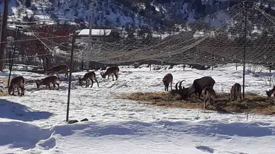 Antalya’nın Ürkek Konukları Yaban Keçileri  Mahalleye İndi
