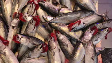 Bu Dönem Bol Avlanmıştı Lakin Bolluk İhracat Sayılarına Yansımadı