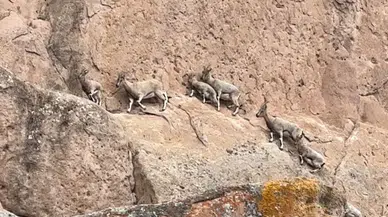 Dünyadaki Mars’ta Dağ Keçileri Görüntülendi