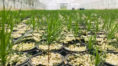 Erzurum’da 2 Milyondan Fazla Fidan Üretildi