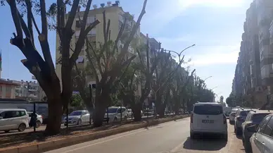 Esnaf Gün Işığı İstedi, 30 Yıllık Benjamin Ağaçları Budandı