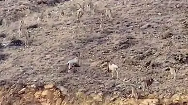 Gümüşhane’de Yaban Keçileri Sürü Halinde Görüntülendi