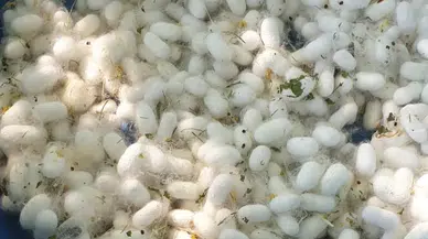 Hilvan’da İpek Böcekçiliğinde Amaç 1 Ton Koza