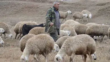 İstanbul’dan Kaçtı, Köyünde Yaptığı Hayvancılıkla Huzuru Buldu: "Şehir Hayatı Açık Cezaevi Gibi"