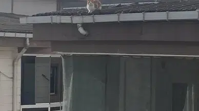 İtfaiye Takımının Kedi Kurtarma Mesaisi