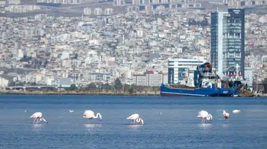 İzmir Körfezi’nde Paklık Sonrası Tabiat Canlandı, Flamingolar ve Pelikanlar Geri Döndü