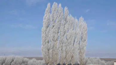 Kars Dondu, Ağaçlar Kırağı Tuttu