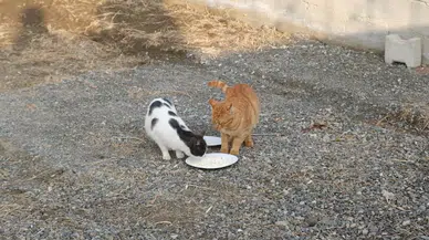 Kediyle Orjinal ve Geçersiz Peynir Testi