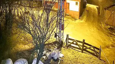 Köye İnen Aç Kurt, Köpeği Yakalamaya Çalıştı: O Anlar Kamerada