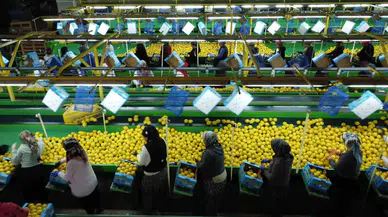 Limonda Ağır Hasat Periyodu: Fiyatı 6-7 TL’ye Kadar Düştü