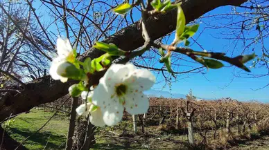 Manisa’ya Yalancı Bahar Geldi Ağaçlar Çiçek Açtı