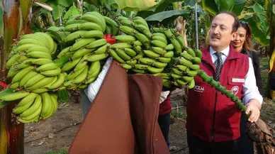 Muz ve Mandalinada Yeni Çeşitler Geliştirilip Tescillendi