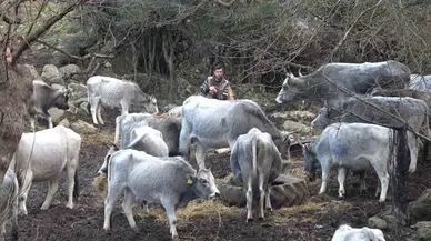 (Özel) Bursa’da 750 Yıllık Safkan Yerli Hayvanları Kurşuna Dizdiler