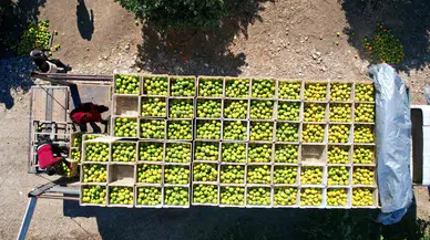 Pestisit Kullanımı, Tarım Eserlerini Gümrükten Geri Gönderiyor