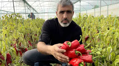 Şanlıurfa’da Seracılık ile Çiftçinin Yüzü Gülüyor