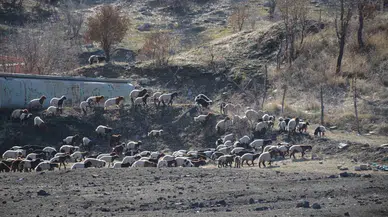 Şırnaklı Konargöçer Besiciler Bereketli Bir Periyot Geçiriyor