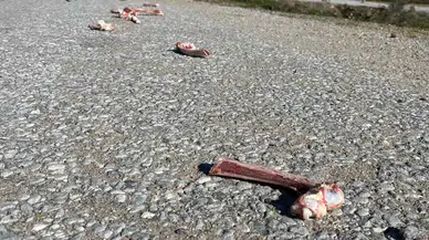 Sokak Hayvanları İçin Yollara Bırakılan Yiyecekler Sıhhati Tehdit Ediyor