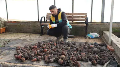 Tabiatta Toplanan Kozalaklardan Fidan Üretiliyor