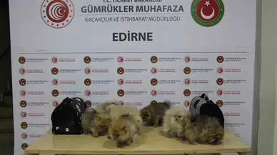 Ticaret Bakanlığı Yasa Dışı Ticarete Mani Oldu