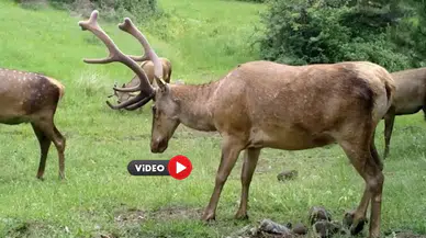 Çorum’daki Yaban Hayatı Fotokapana Yansıdı