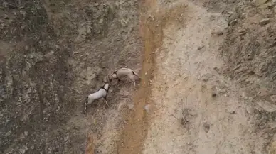 Yaban Keçilerinin Sarp Kayalıklardaki Hengamesi Dronla Görüntülendi