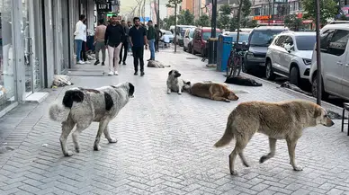 Yüksekovalı Vatandaşlar Reaksiyonlu: "Sokak Köpekleri Bir An Evvel Toplatılsın"