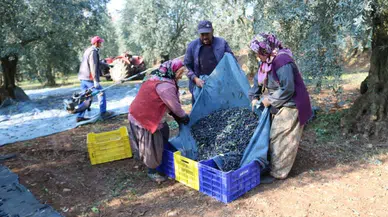 Zeytinyağı İhracatı Süratli Gidiyor, ABD’ye İhracat 5 Katına Ulaştı