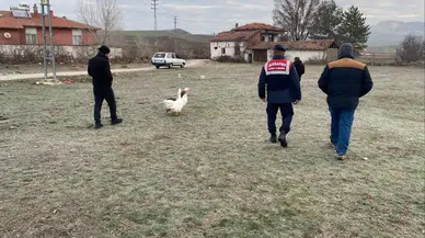 Köyde Kaz Dövüşü Yaptırırken Yakalandılar