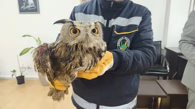 Şoförün Yaralı Bulduğu Baykuş Tedavi Altında