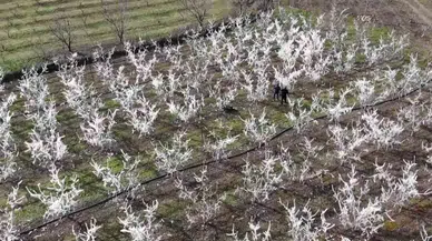 Amasyalı Çiftçi 400 Ağacı Çok Soğuktan Korumak İçin Dondurdu, Görenler Şaştı Kaldı