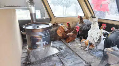 Bu Tavuklar Nitekim ’Geziyor’