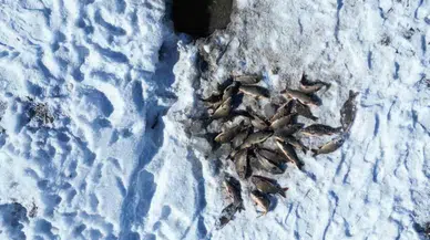 Buz Tutan Gölette ‘Eskimo’ Yöntemi Balık Avı