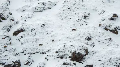 Dağ Keçileri Munzur Dağlarına Renk Katıyor