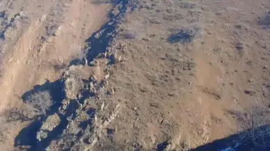 Dağ Keçileri Sürü Halinde Görüntülendi
