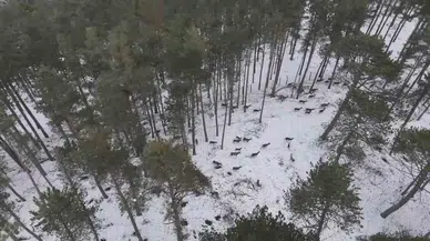 "Doğadaki Cerrah" Geyik Sürüsünü Görüntüledi