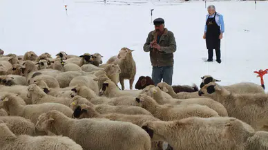 Emektar Çoban Koyunlara Yaz Kış Kaval Çalıyor