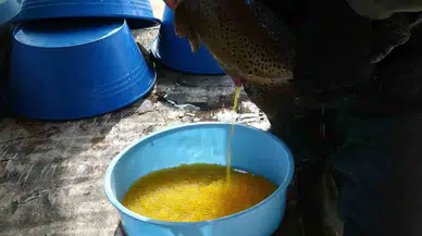 Gevaş’ta Alabalık Sağımı Yapıldı