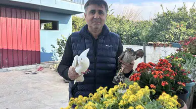 Güvercinlerini Parçalayan Atmacayı Yakalayıp Besledikten Sonra Tabiata Saldı