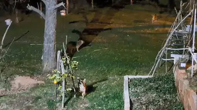 Her Gün Kapısına Gelen Çakalları Ekmekle Besliyor