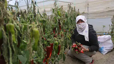 İhracat İçin Yetiştirilen Kapya Biberi Don Vurdu
