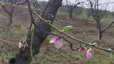 İznik’te Şeftali Ağaçları Erken Çiçek Açtı