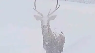 Karla Kaplı Alanlarda Kızılgeyik Hoşluğu