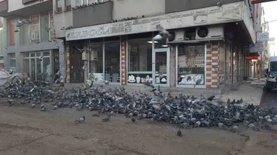 Kars’ta Hassas Vatandaş Yüzlerce Güvercine Yem Veriyor