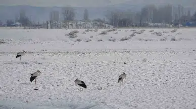 Muş’ta Leylekler Dondurucu Soğuklara Karşın Göç Etmedi