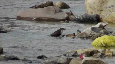 Şırnak’ta Kuşlar Karda Yiyecek Arayışında