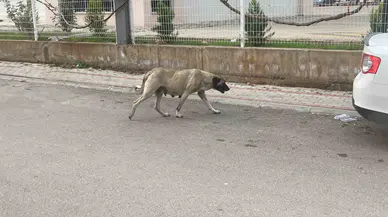 Sokak Köpekleri Bayana Saldırdı: O Anlar Kamerada