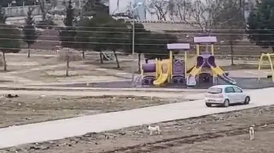 Sokak Köpekleri Yaşı Küçük Çocuğa Bu türlü Saldırdı