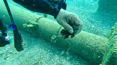 Su Altına Dalan Profesör, 2 Balığın Hayatını Kurtardı